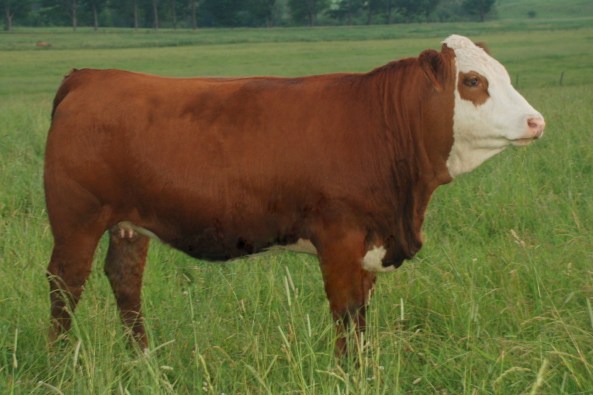 Dora Lee's Countess FF11Y