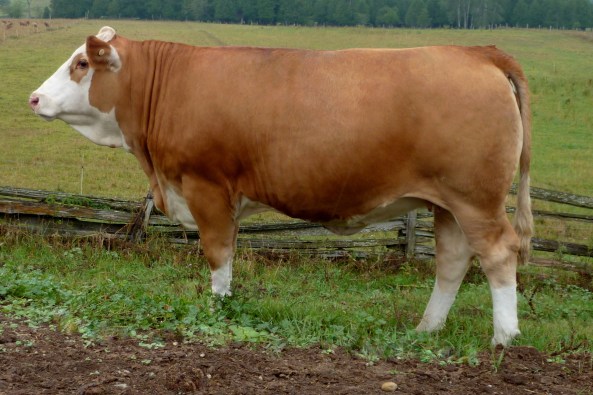 Dora Lee's Starr FF27Y