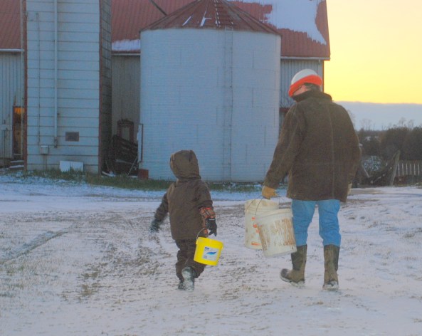 The bull calves are fed - what's next Papa?