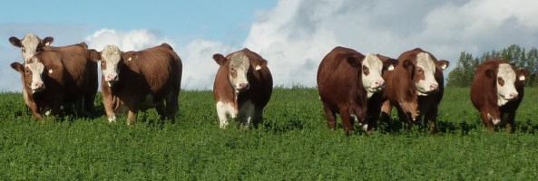 group of heifers '12P1030856