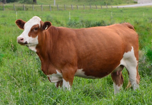 Dora Lee's Janine FF75Y