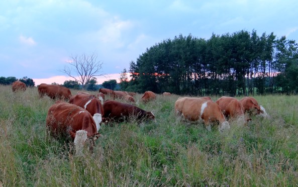 cows on high grass '14