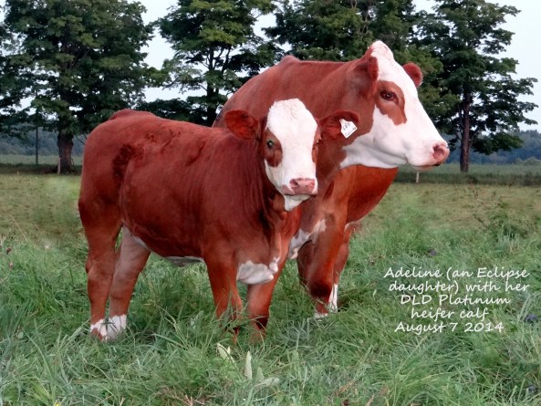 Adeline & calf Aug '14DSC01077