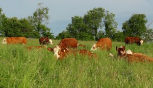 Cattle laying in tall grassDSC00953