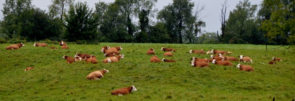 Cow herd on hill