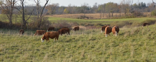 cows-fall-16