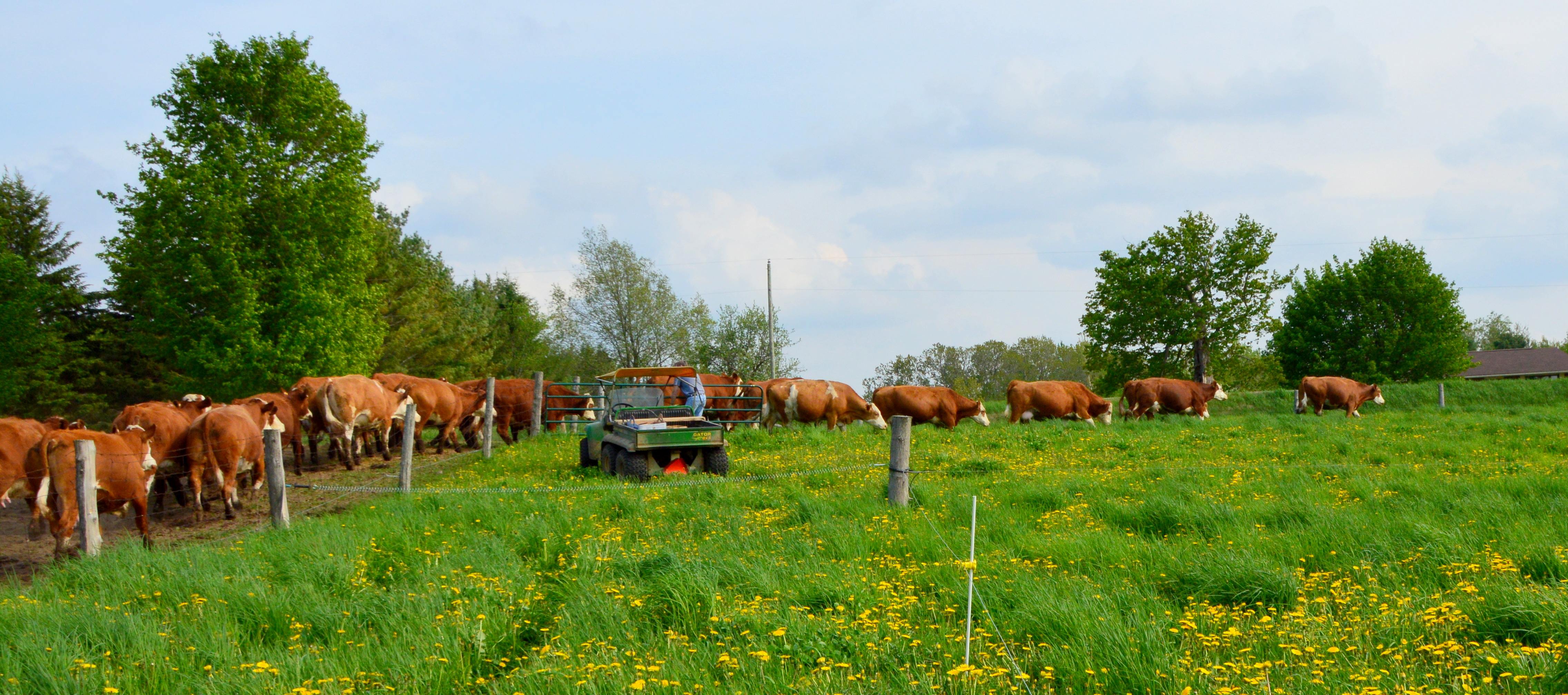 Cows going to grassDSC_3919