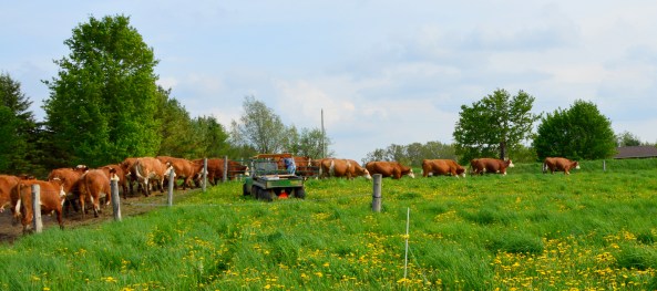 Cows going to grassDSC_3919