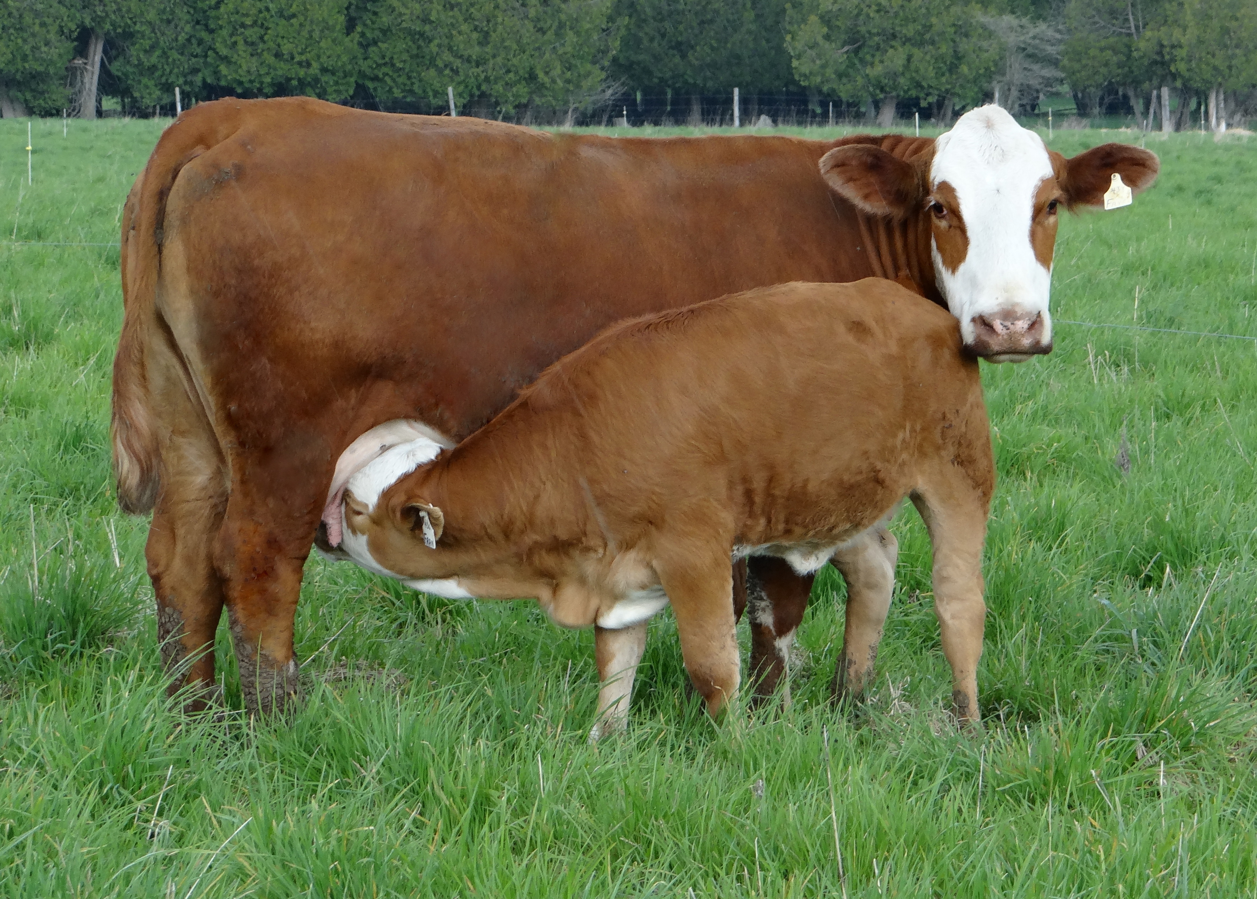 Fay nursing '19DSC02261